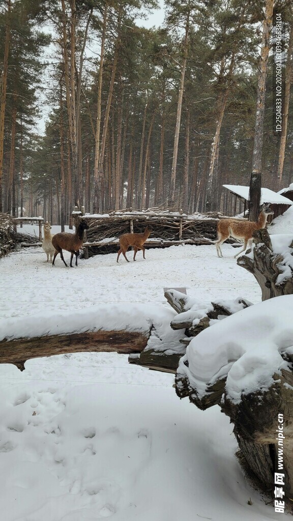 冬日雪林里的伐木场景