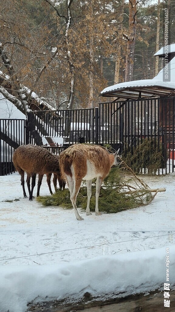 雪地中吃草的几头家畜