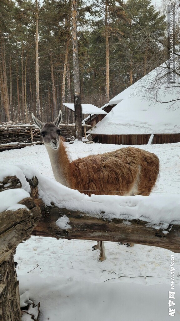 雪地中休憩的驯鹿