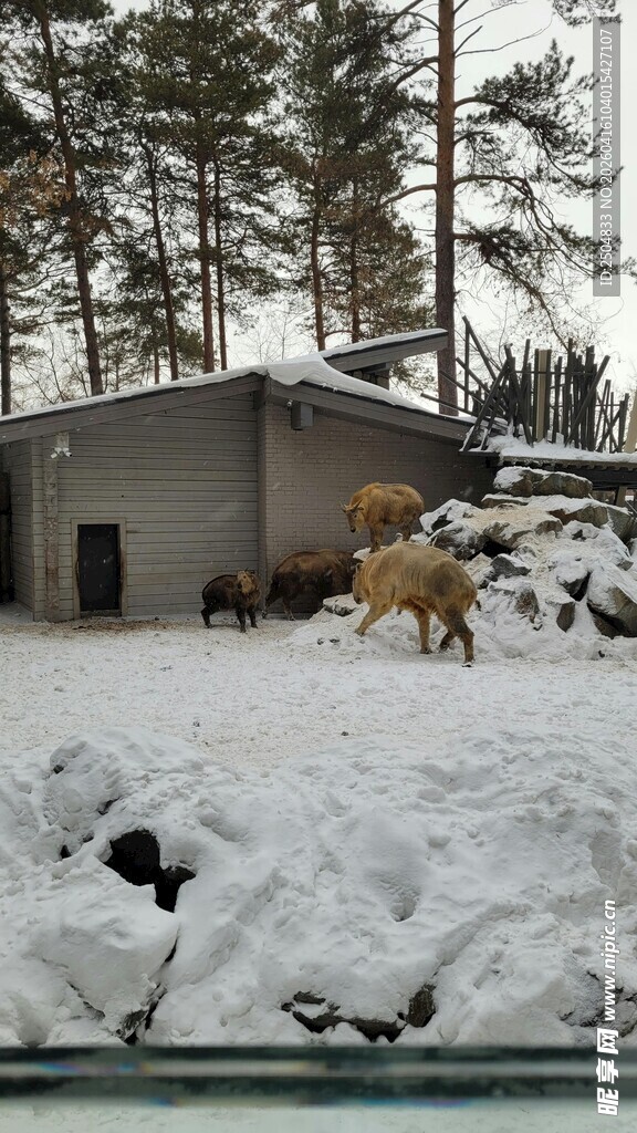 雪地中动物与木屋景象