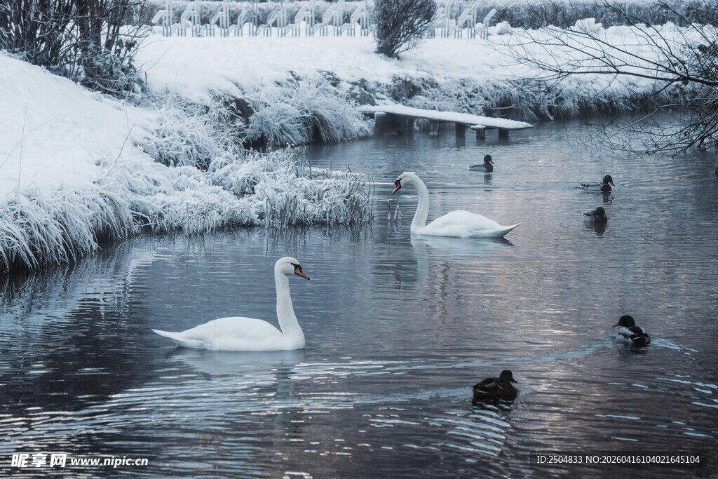 雪后湖中 弋的天鹅与野鸭