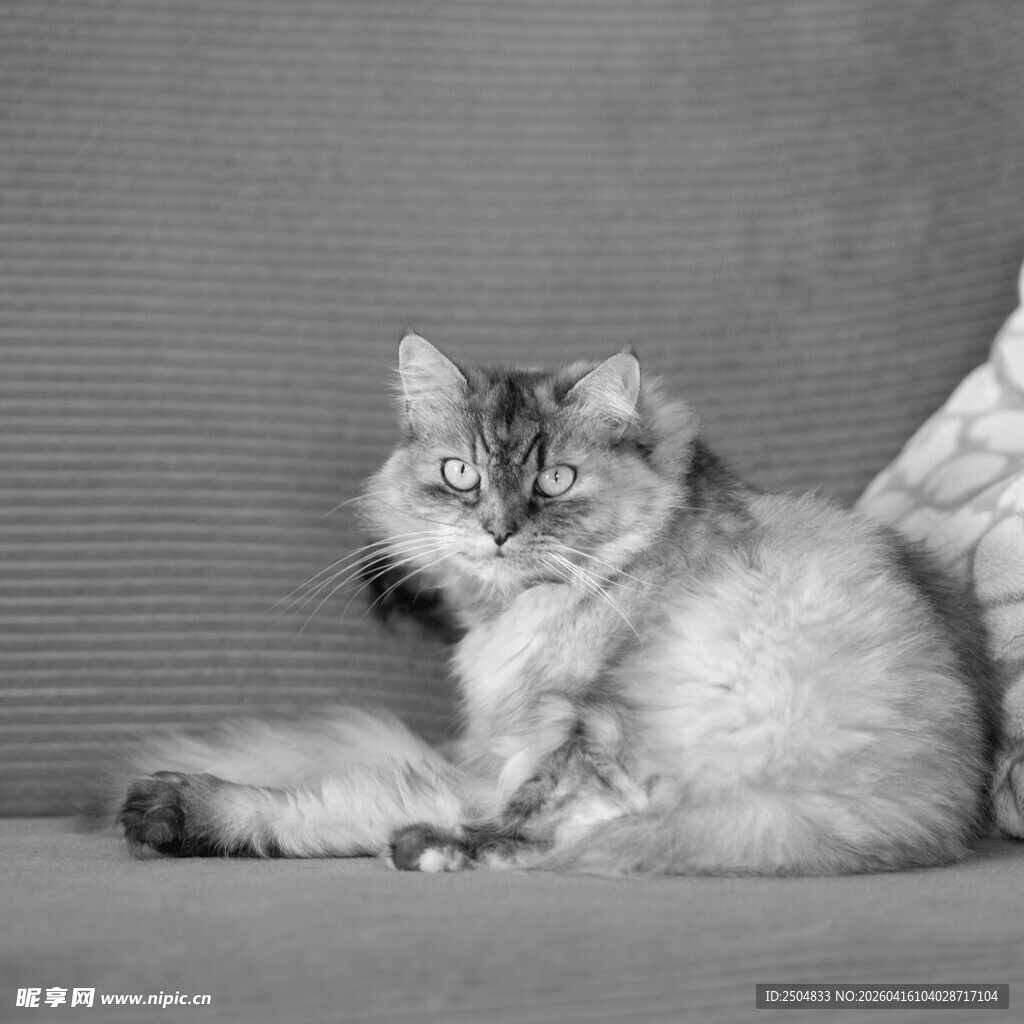 慵懒猫咪惬意躺姿