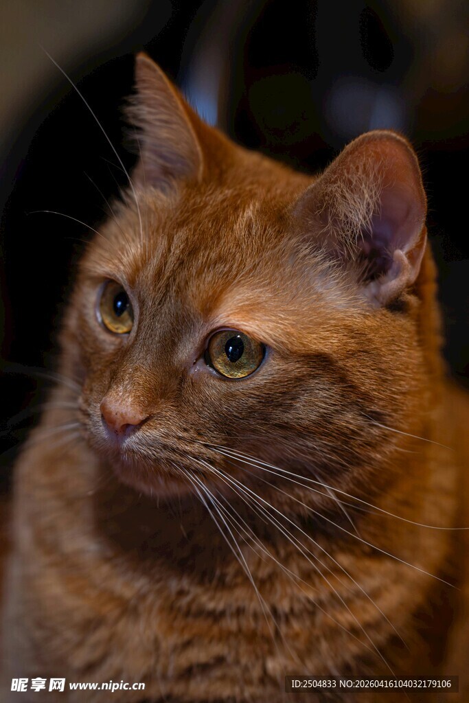 橘猫特写