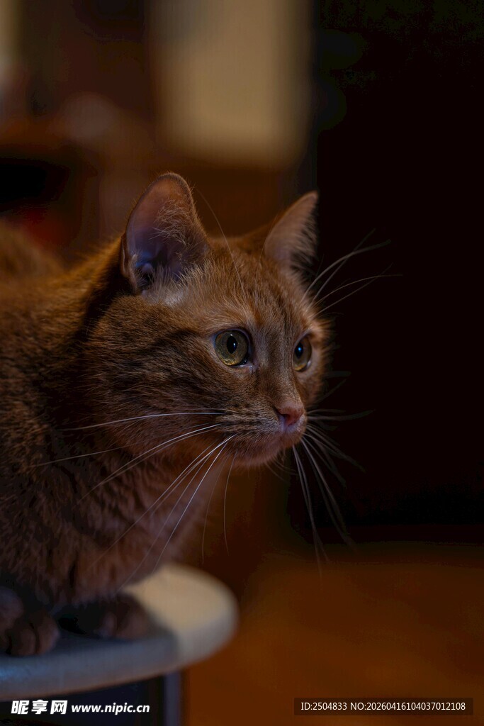 橘猫静卧 眼神专注