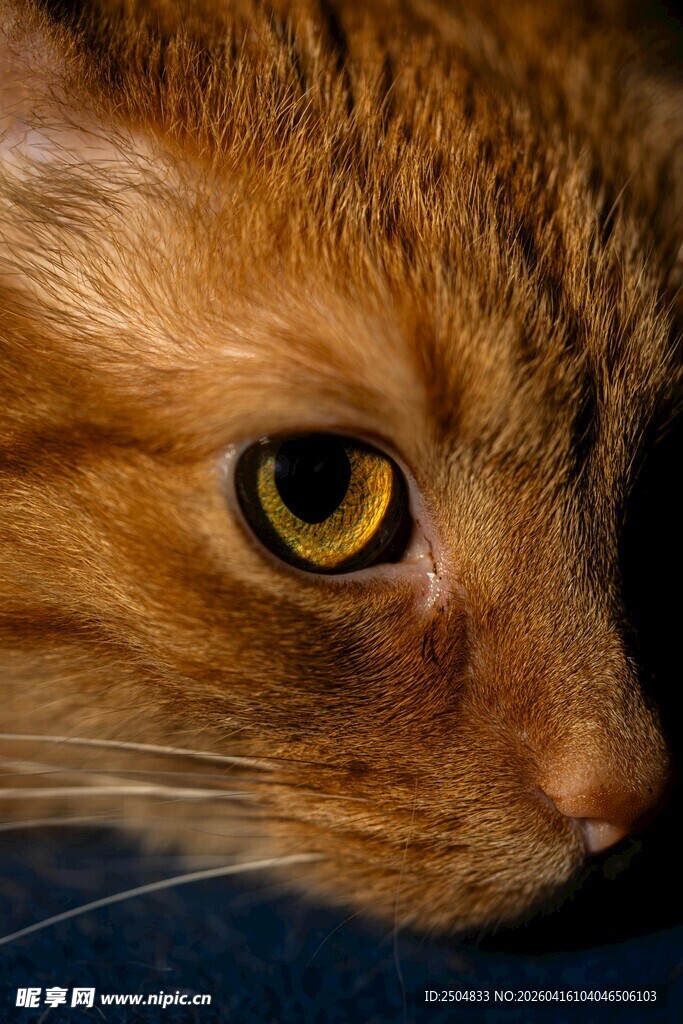 橘猫特写