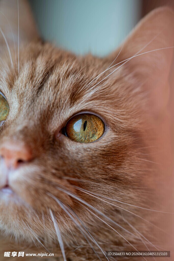 橘猫特写 明亮大眼惹人爱