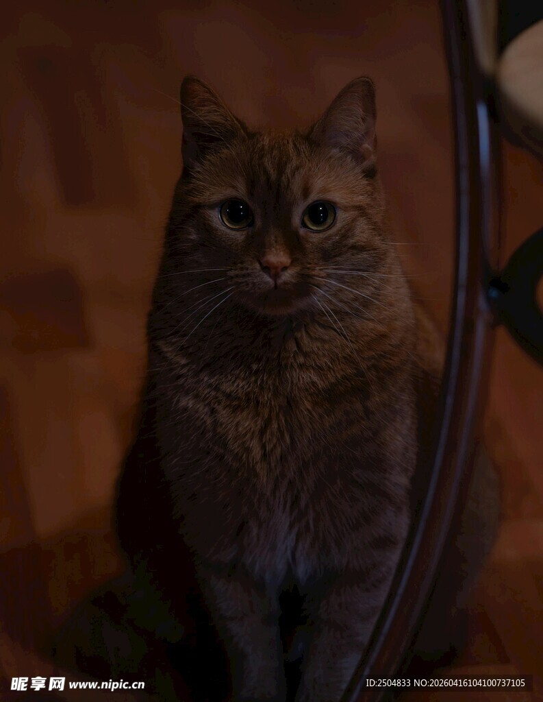 端坐的斑纹猫咪