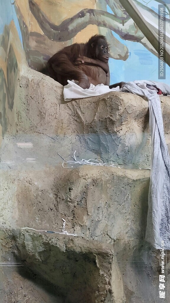 猩猩倚靠在岩石上休息