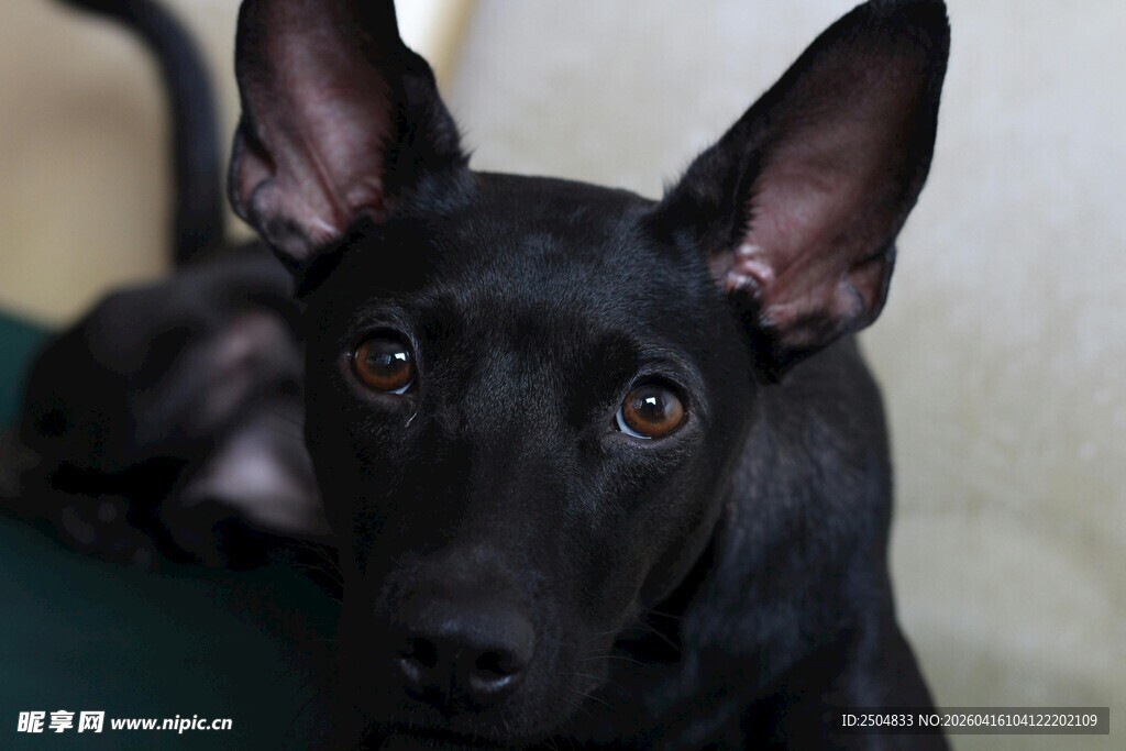 可爱黑犬趴卧凝视
