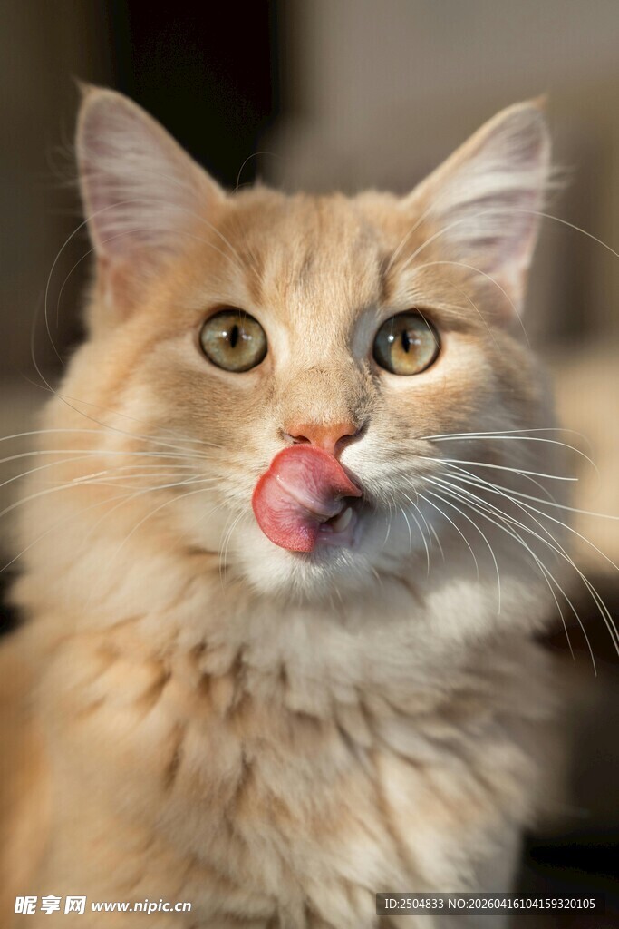 吐舌卖萌的长毛猫咪