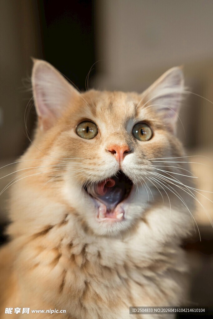 张嘴超萌的长毛猫咪