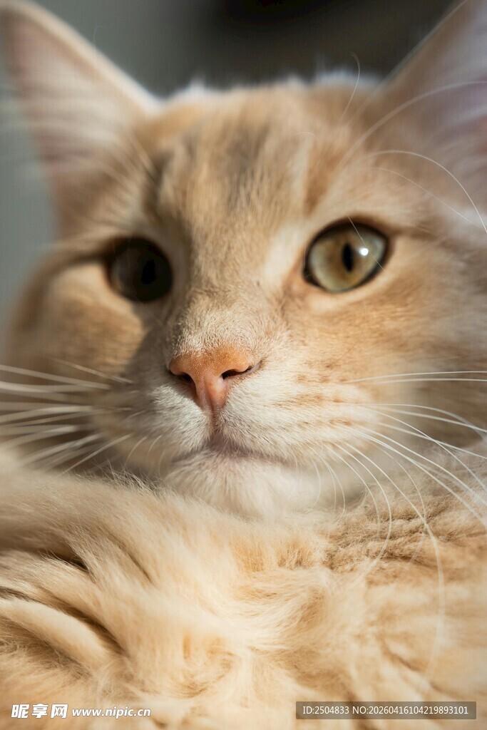 可爱长毛猫的慵懒瞬间