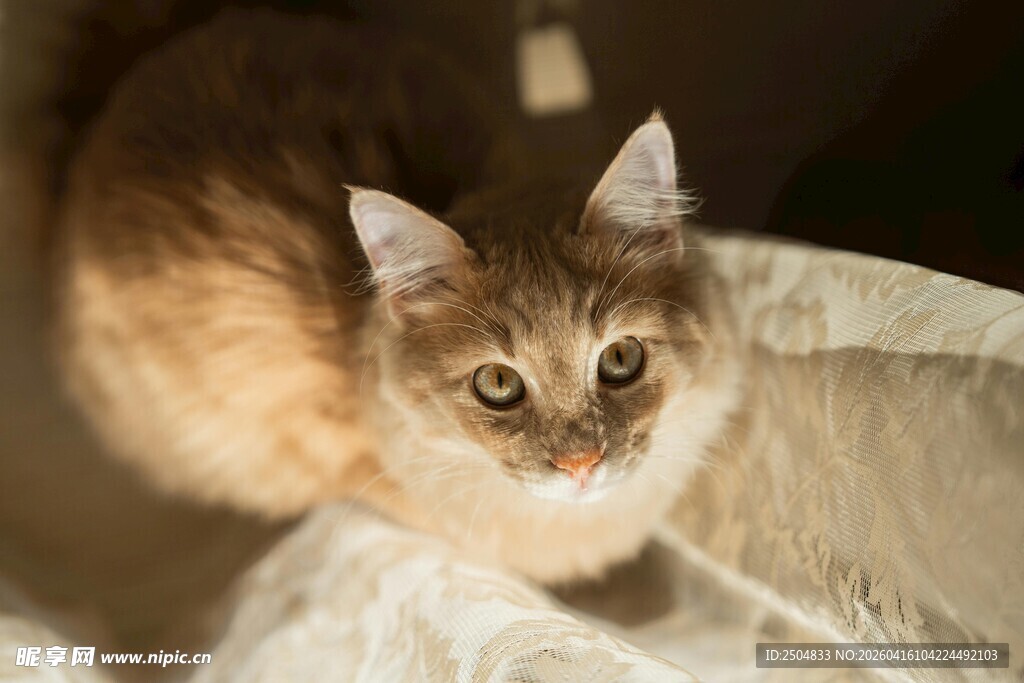 可爱猫咪惬意趴卧