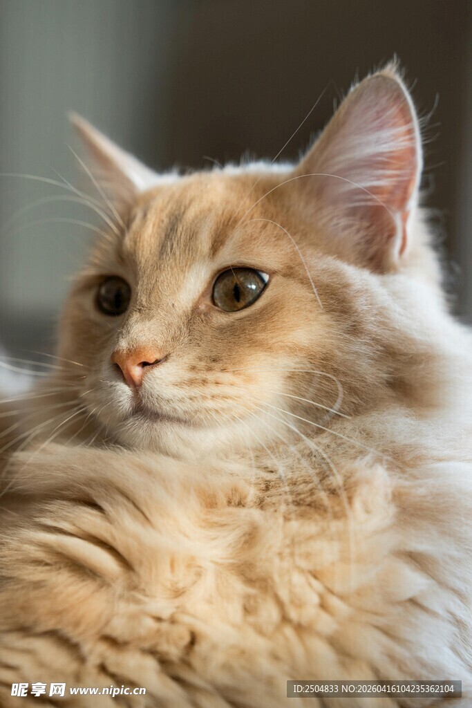 可爱缅因猫侧卧瞬间