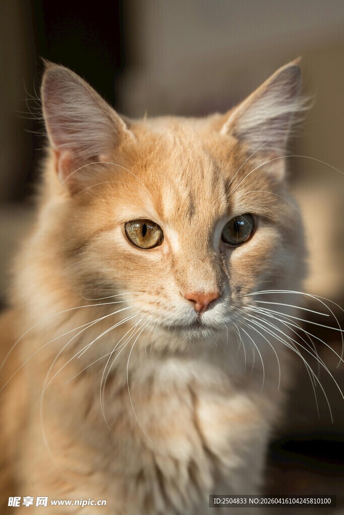 可爱橘色长毛猫特写