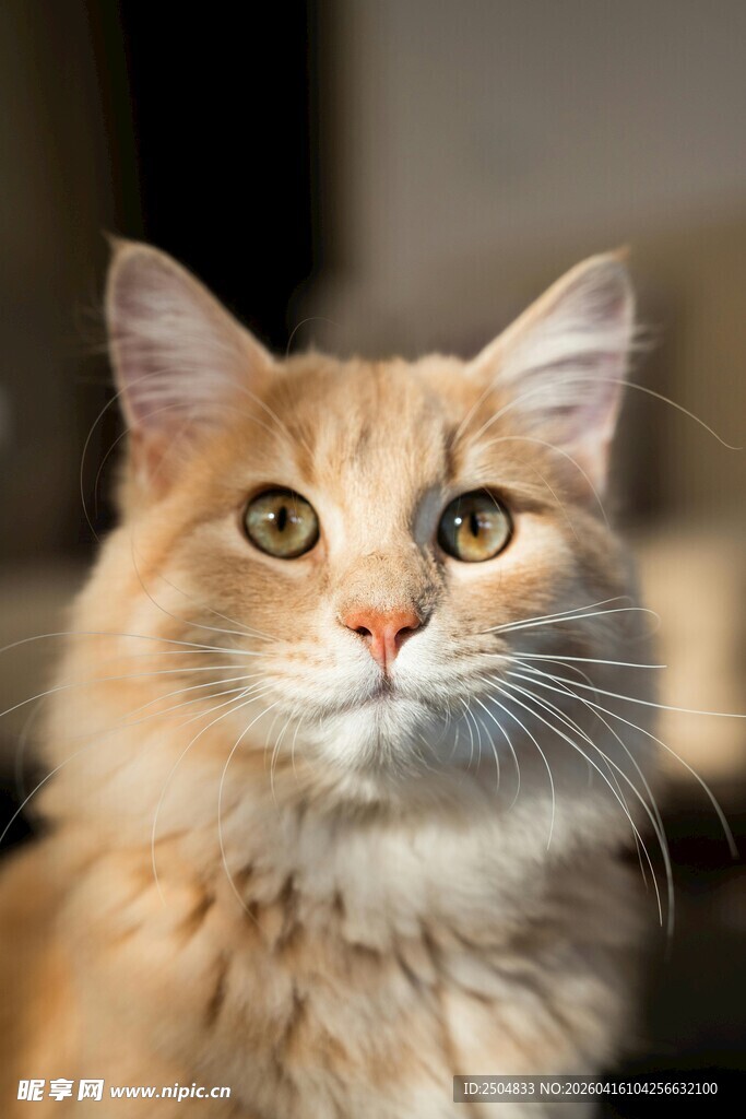 可爱长毛猫特写