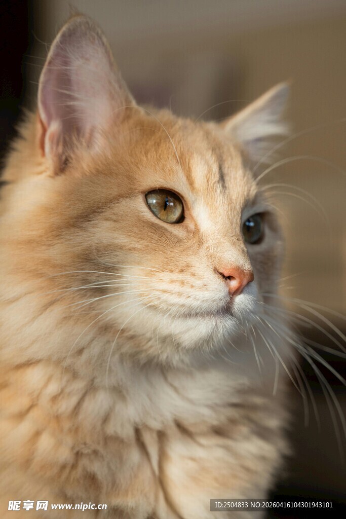 可爱长毛猫特写