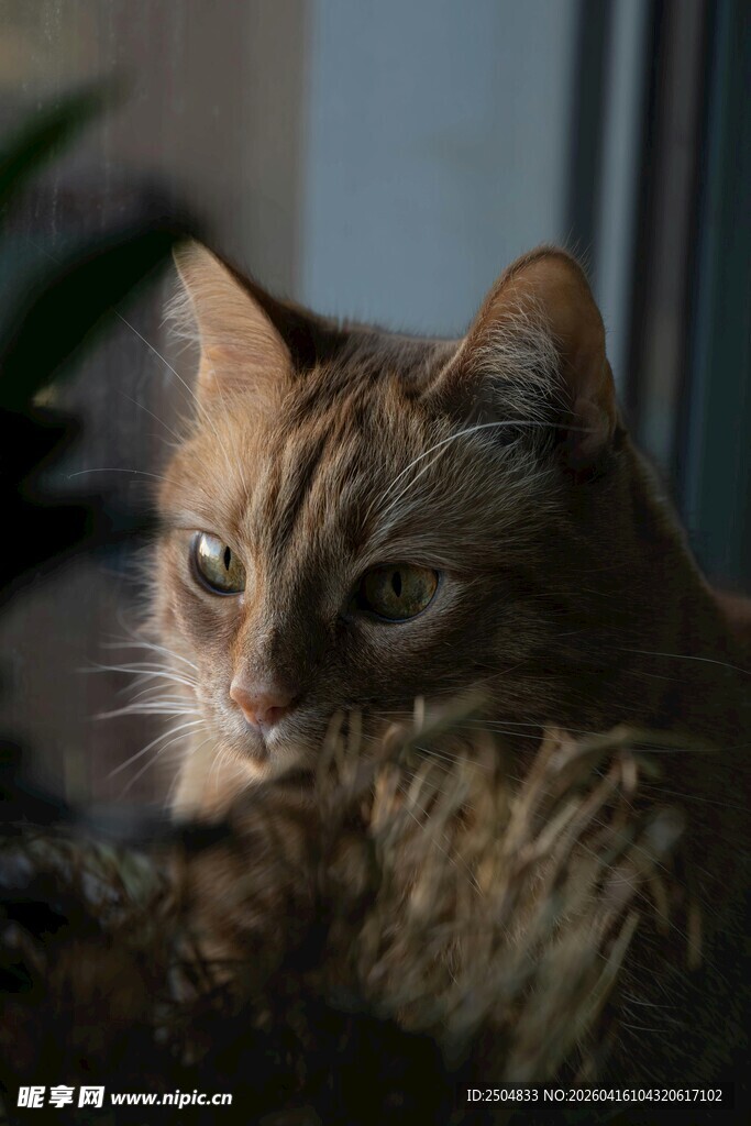 凝视的猫咪