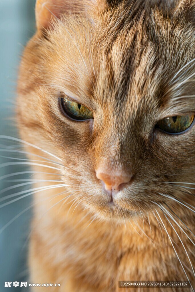 橘猫特写