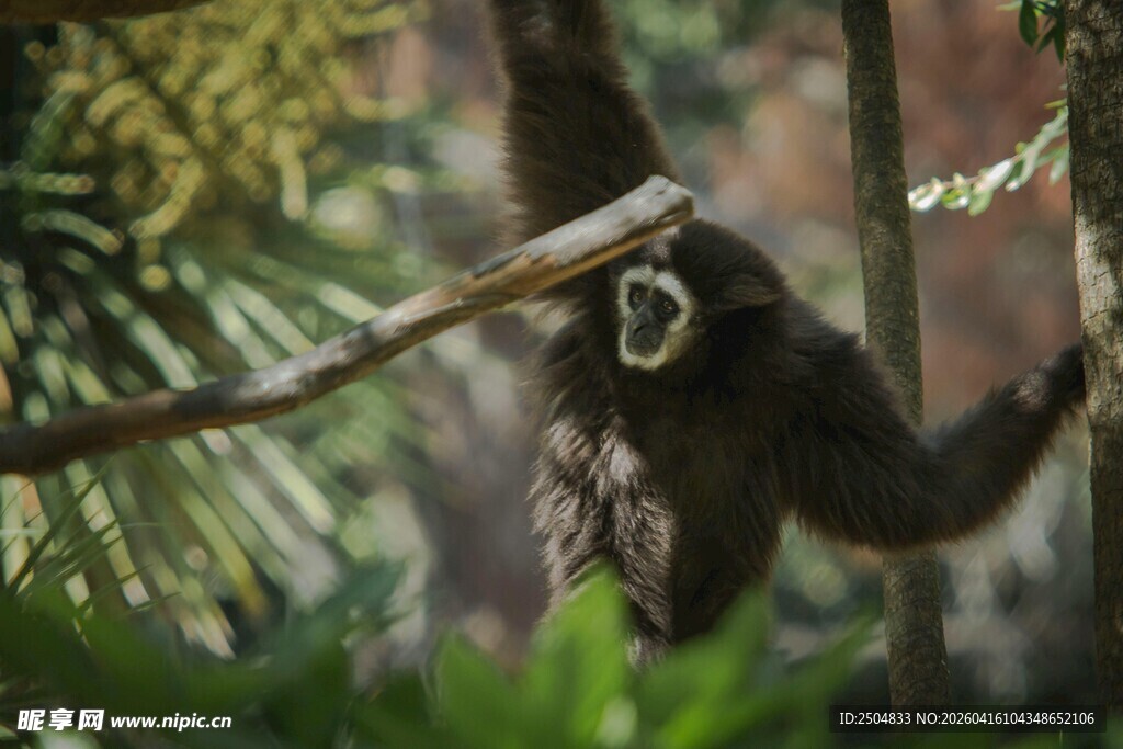 林中长臂猿抓枝姿态