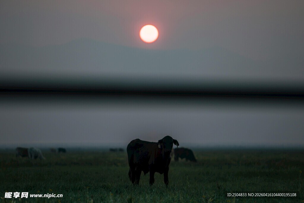 夕阳下草原上的孤独黑牛