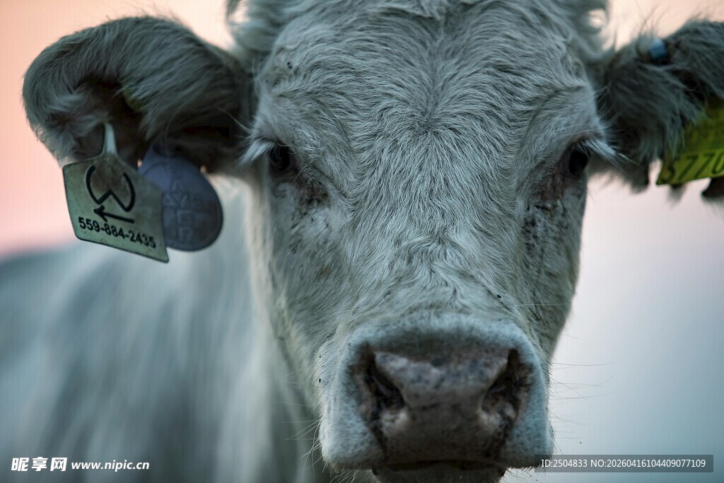 灰牛近景特写