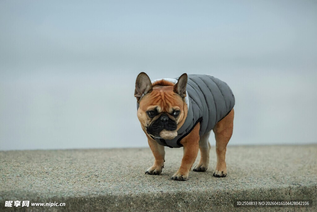 穿衣服的法国斗牛犬