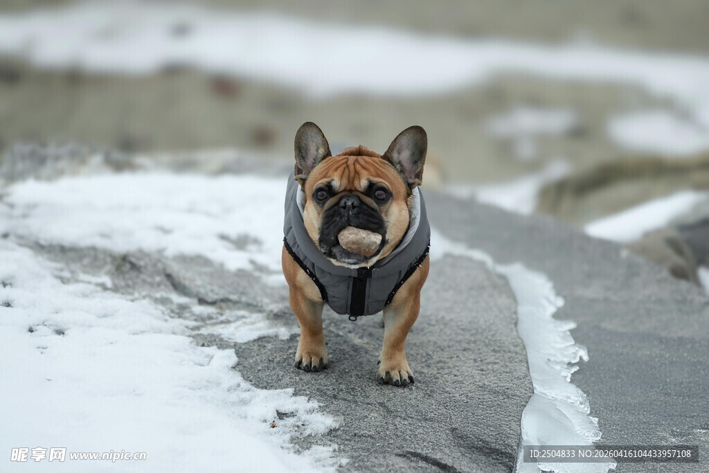雪地上的法国斗牛犬