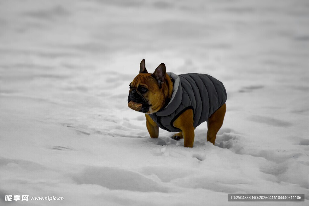 雪地里穿衣服的法国斗牛犬