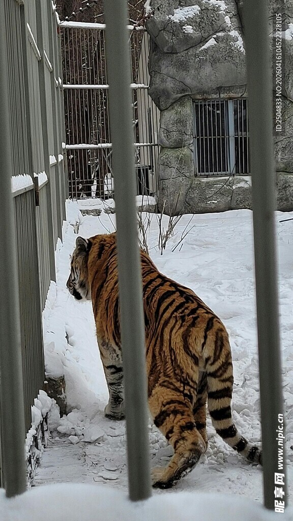 雪地中围栏旁的老虎