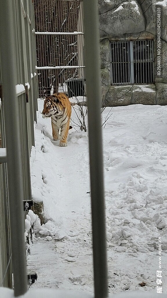 雪地中的老虎