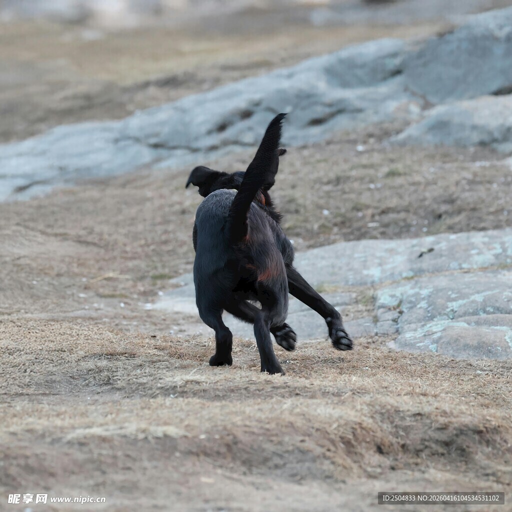 黑犬在户外开心地奔跑