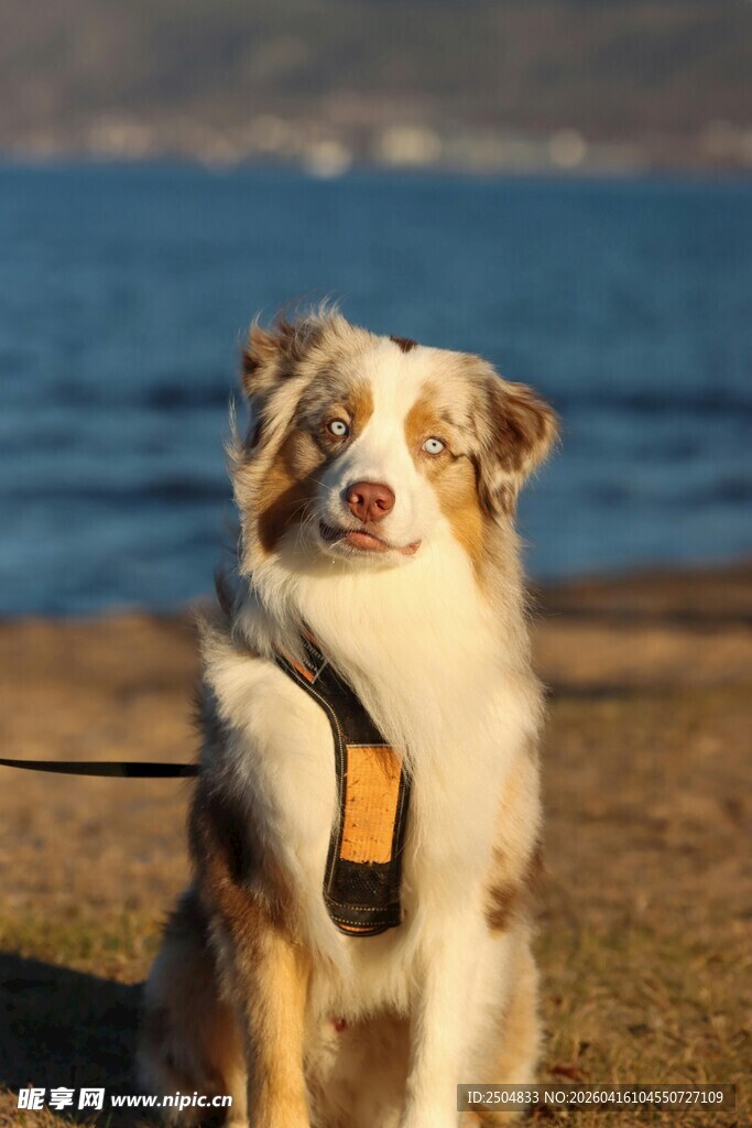 海边的帅气 洲牧羊犬