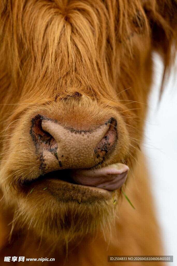 吐舌的苏格兰高地牛