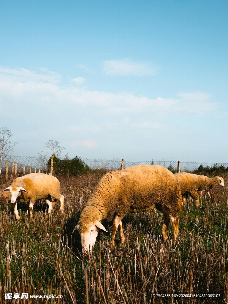 草原上吃草的羊群