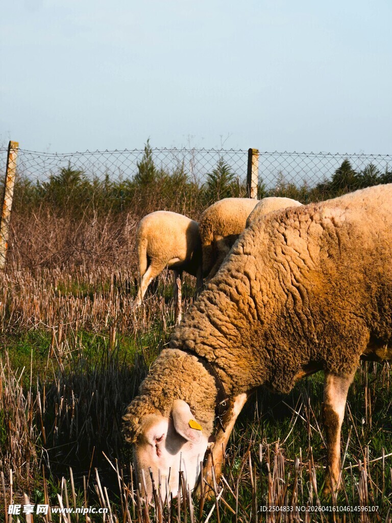 田野中吃草的羊群
