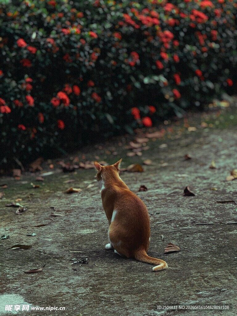 橘猫独坐赏繁花