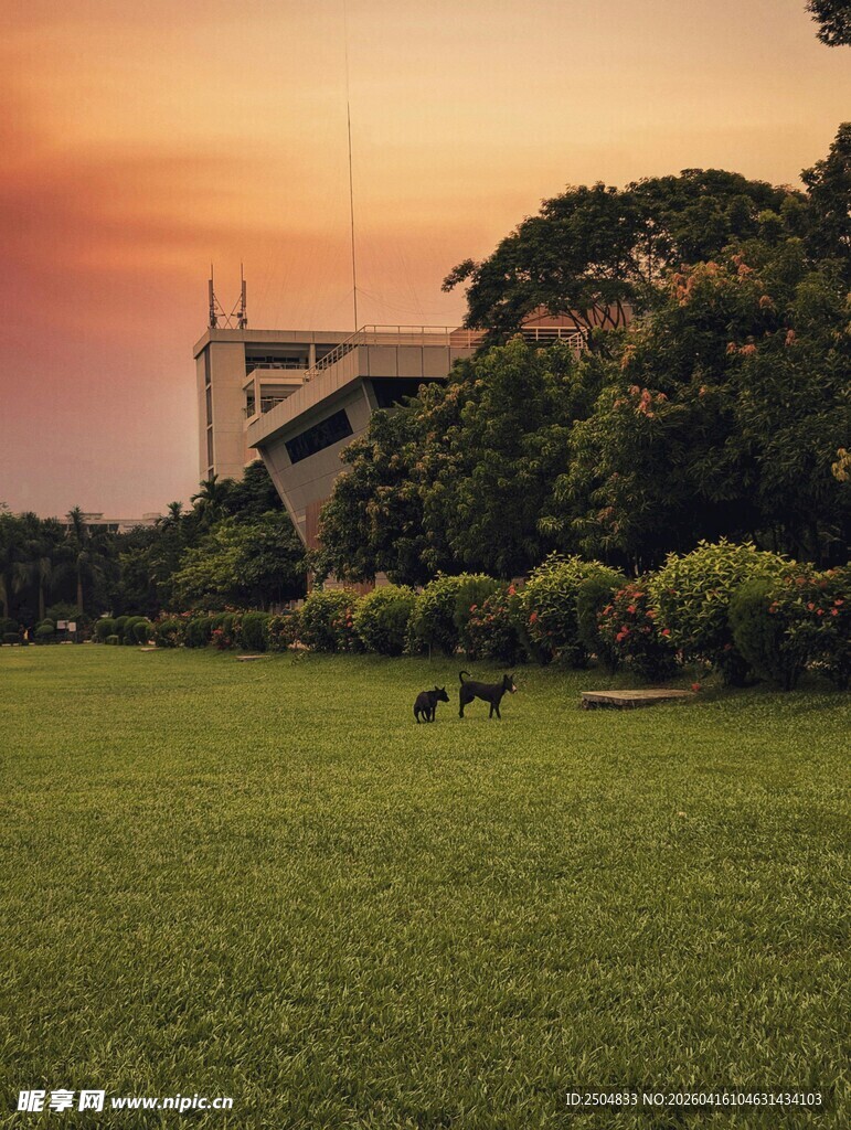 夕阳下草地与远处建筑