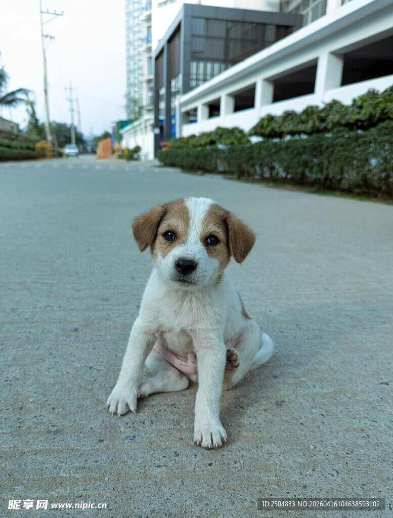 路边可爱小奶狗