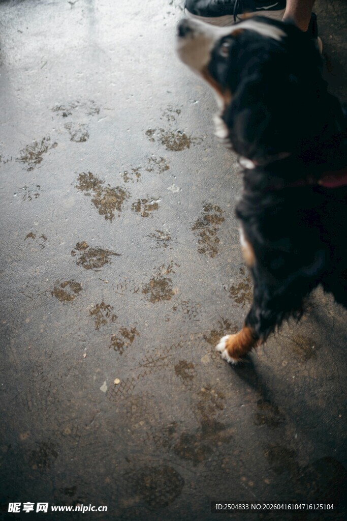 小狗留下的泥泞爪印