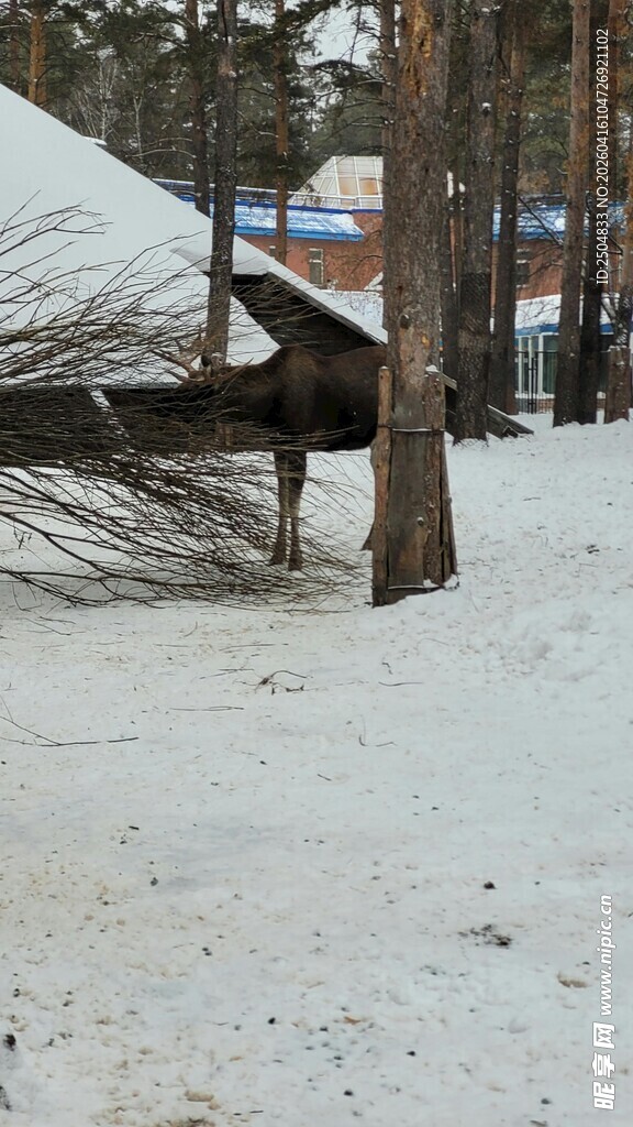 雪覆小屋旁的树木