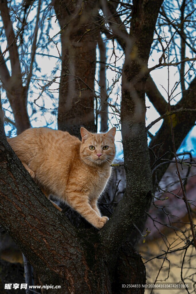 树上的橘猫