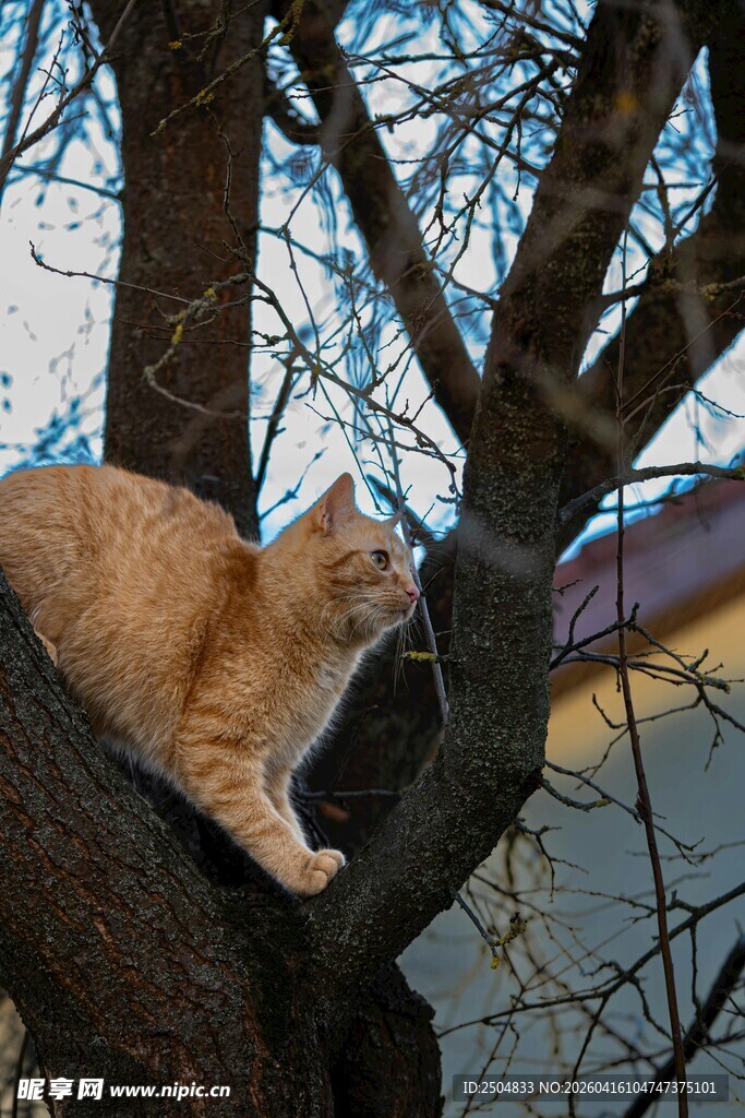 树上休憩的橘猫
