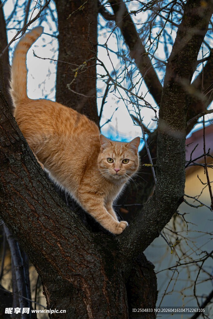 橘猫树上攀爬