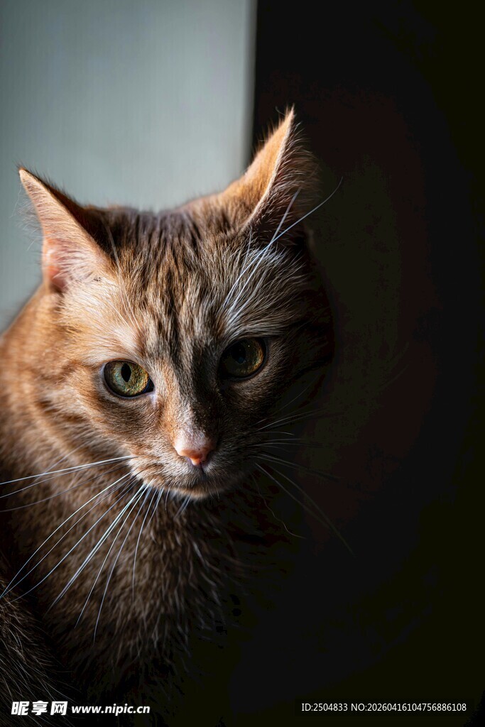 凝视的斑纹猫咪