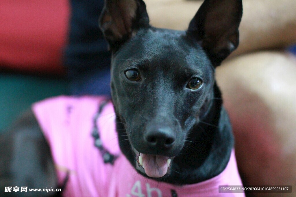 穿粉衣的可爱黑狗狗