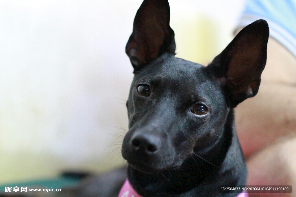 可爱黑犬特写