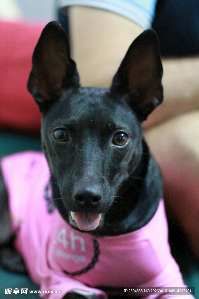 穿粉衣的可爱黑狗狗