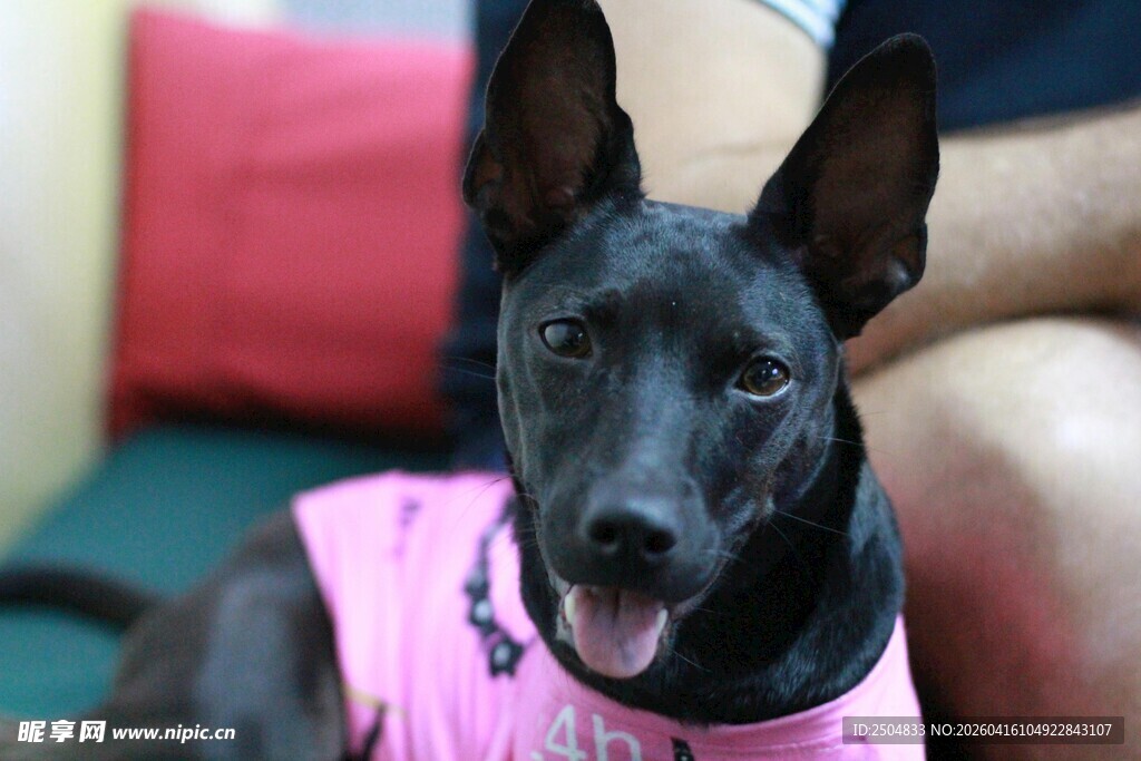 穿粉衣的可爱黑犬