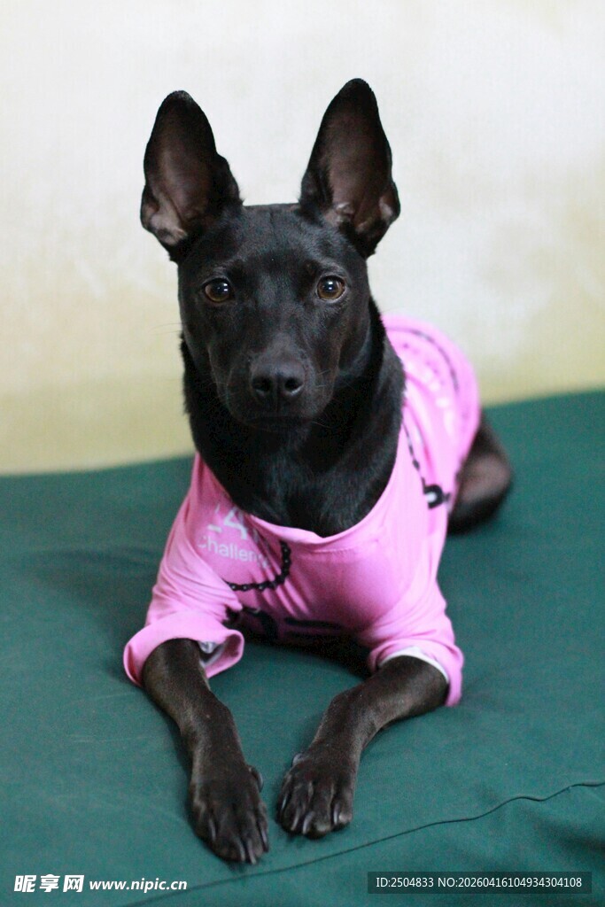 穿粉衣的可爱小黑狗